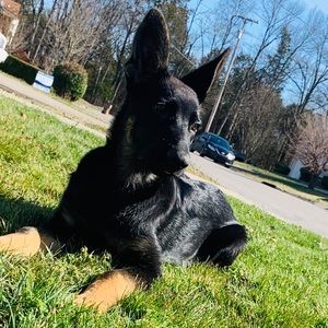 Meet your Posher, Krystle